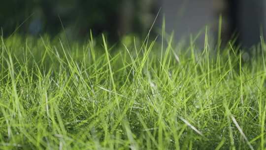 青草阳光牧草自然