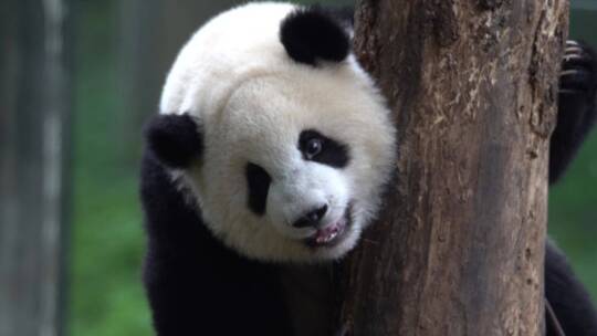 爬树的大熊猫正面