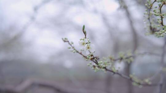 梨花梨树