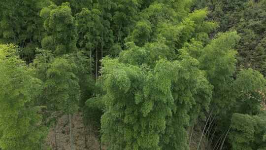 高山上的绿色竹林竹子