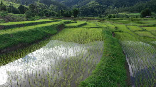 飞跃在绿色的水稻田种植的秧苗