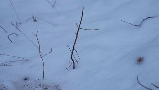 冬天 冬季 寒冷 凄凉 冷漠