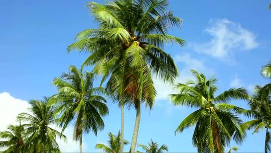 椰子树随风移动