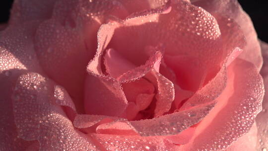 粉色玫瑰花上的露珠