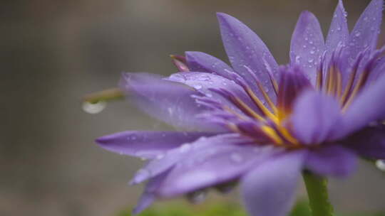 雨天的紫色菊花