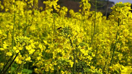 油菜花 蜜蜂采蜜