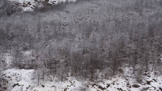 雪山海螺沟