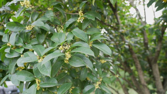 桂花 植物 户外