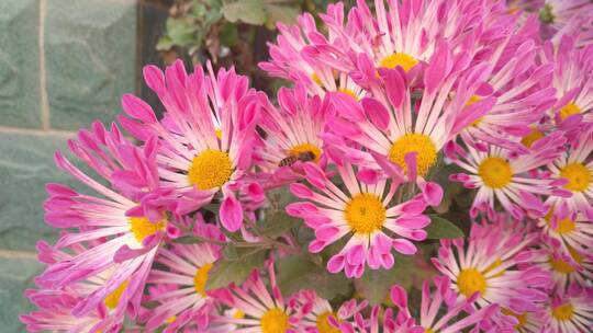 花朵粉红色的漂亮菊花视频素材模板下载