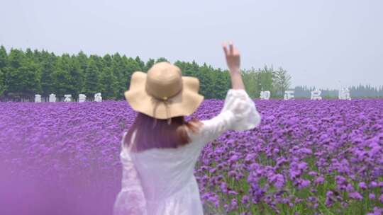 薰衣草 游览休闲生活