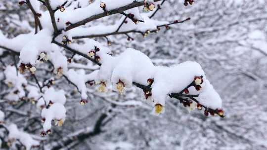 冬天下雪梅花开放4k唯美合集