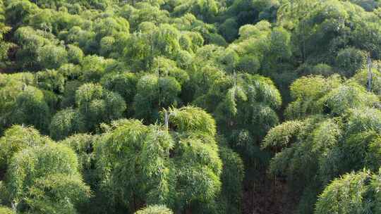 江南竹林竹海竹山航拍视频素材模板下载