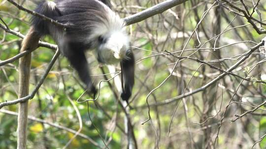 4K拍摄 崇左树枝上活动的白头叶猴