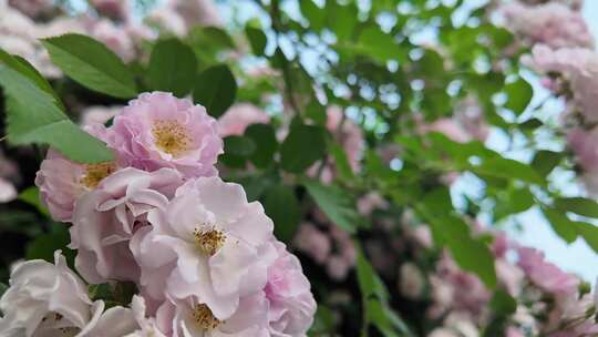 仰视蔷薇花丛后移变焦