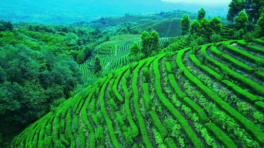 茶山茶园采茶茶叶喝茶泡茶