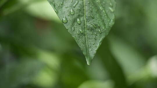 阴天下雨水滴树叶雨滴升格