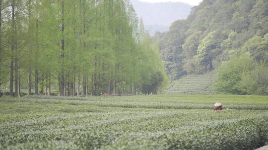 茶茶叶红茶艺采茶泡茶红茶山春茶道茶园农业