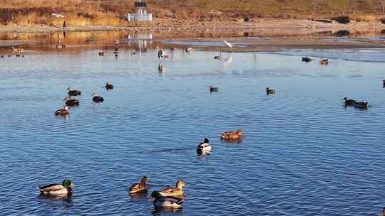 白鹭 野鸭 湖泊 湿地 保护环境 栖息地