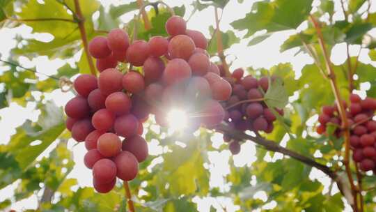 逆光唯美葡萄成熟葡萄树