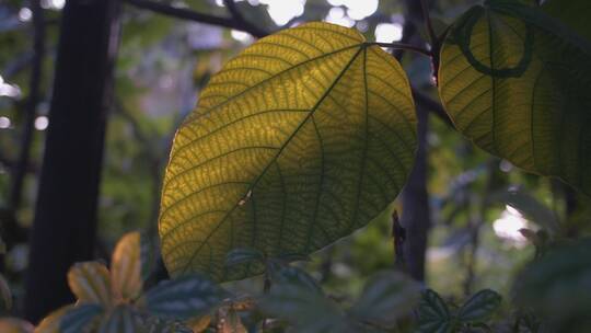 日光下的热带树叶
