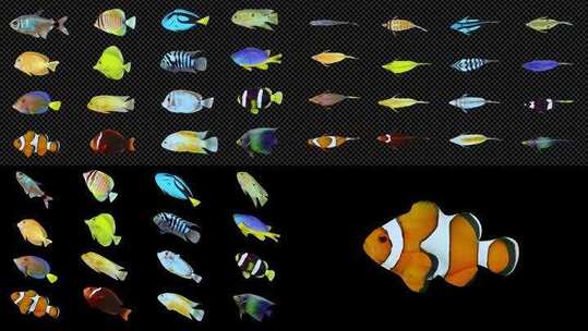 16组三个角度深水鱼——alpha通道AE视频素材教程下载