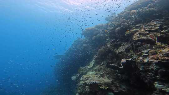 水下拍摄珊瑚礁上的鱼群视频素材模板下载