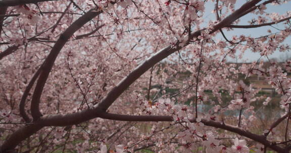 轨道横移拍摄一树盛开的樱花