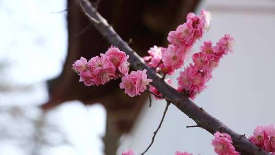 唯美春天立春园林梅花古建筑诗音梅花