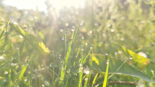 清晨唯美草地雨露逆光唯美日出水滴