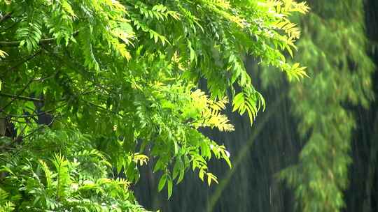 自然下雨环境下树叶滴水绿色生态