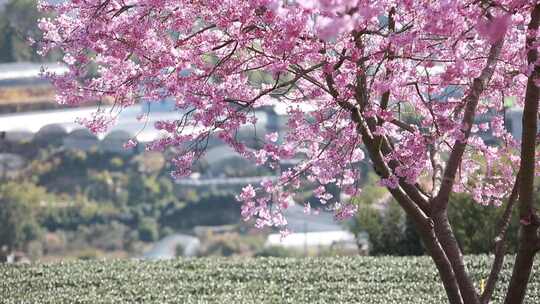 福建龙岩台品樱花茶园