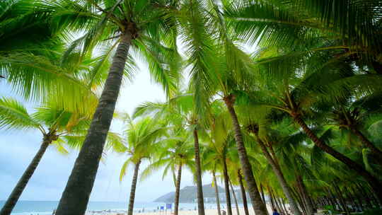 海南三亚 椰树椰林 海边椰子树 海滩度假
