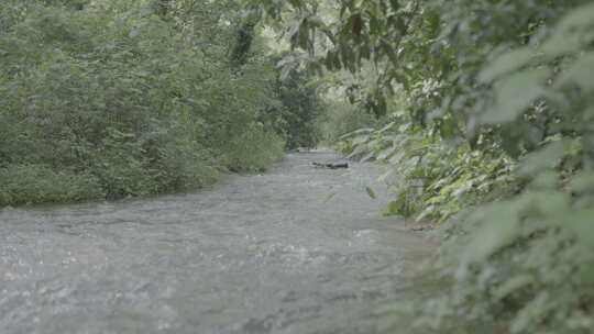 林间流淌的小溪
