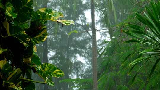 森林中的暴雨