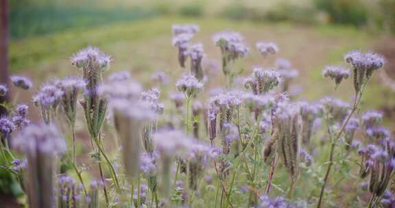 在花草甸中盛开的Phacelia