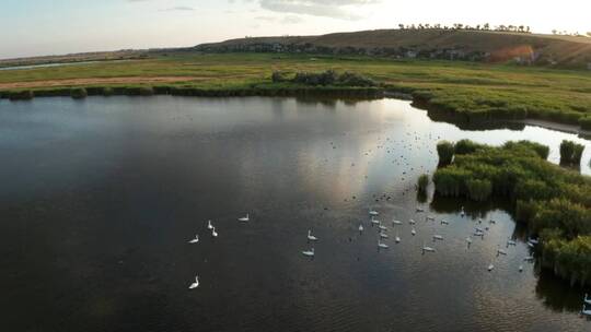 无人机拍摄湖泊野生动物