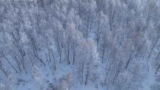 航拍雪域雪原桦林雾凇