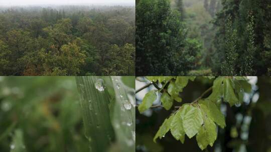 雨季森林雨水打湿树叶 视频合集视频素材模板下载