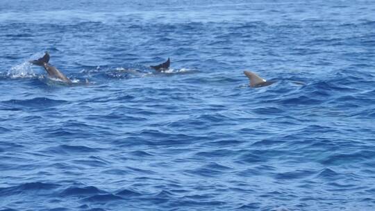 一群跳出蓝色海面的海豚
