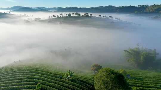 云雾缭绕的茶山