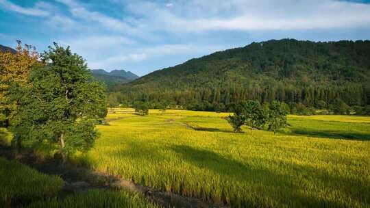 唯美金色秋天阳光