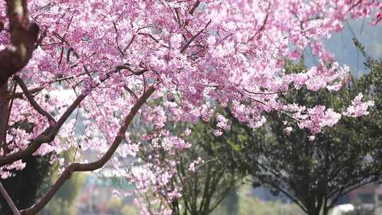 福建龙岩台品樱花茶园