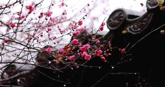 （慢镜头）杭州 古风 下雨天 屋檐 梅花