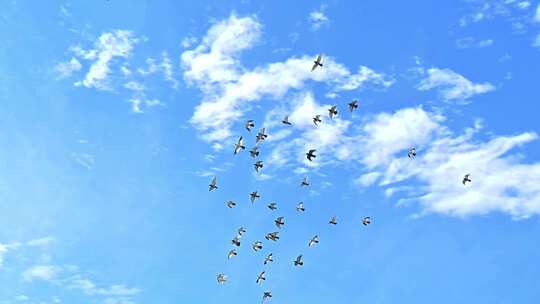 北京老城区平房胡同上空飞翔的鸽子群慢镜头