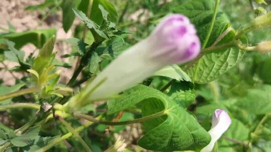 凋谢的牵牛花