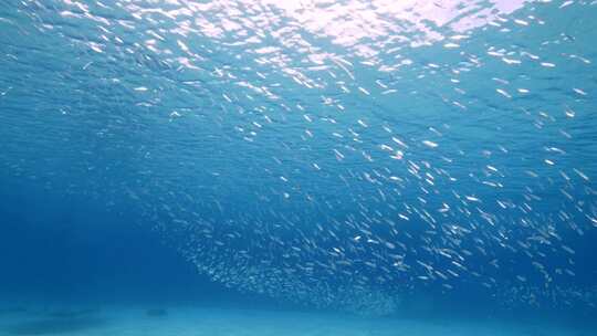 浅滩，鱼，海洋，海