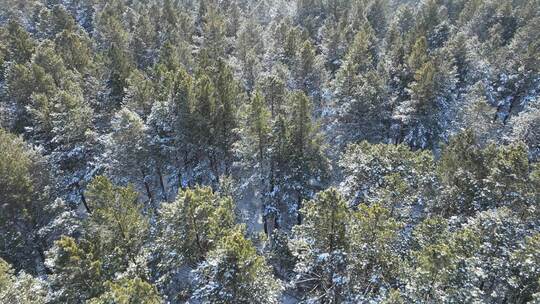 下雪时的绿色樟子松松林航拍视频素材模板下载