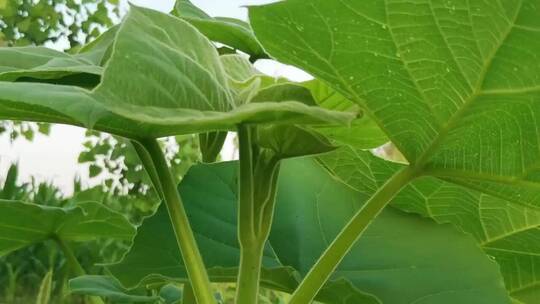 大豆植物叶子纹理