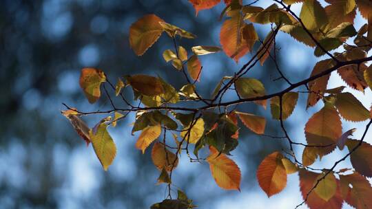 秋天飘落的树叶