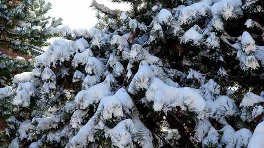 雪后青松